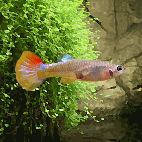 Guppy femelle micarif (environ 4 cm)