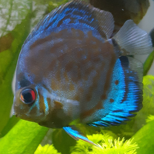 Discus Bleu Turquoise