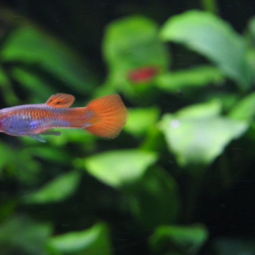 Donne 8 Guppies endler Males