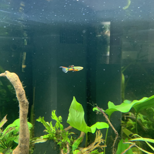 Lot 3 Guppy endler