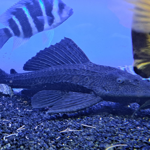 Pleco léopard