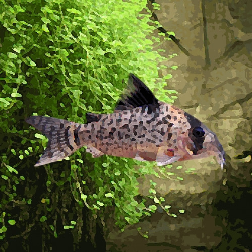 Corydoras leucomelas (environ 5 cm)