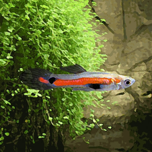 Guppy endler orange line "el salto" (en couple) (environ 2 cm)