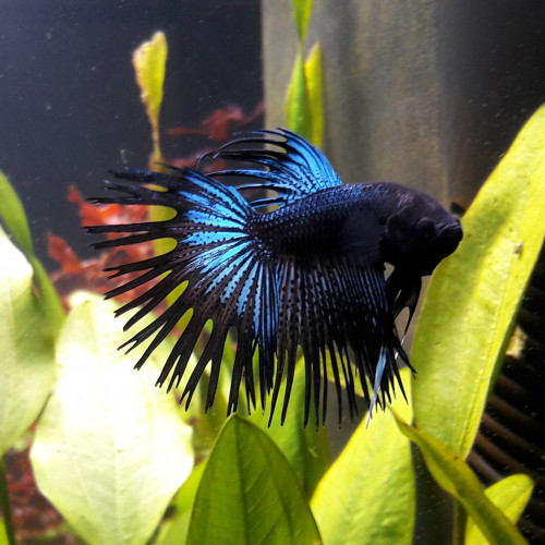 Betta crowntail black orchid