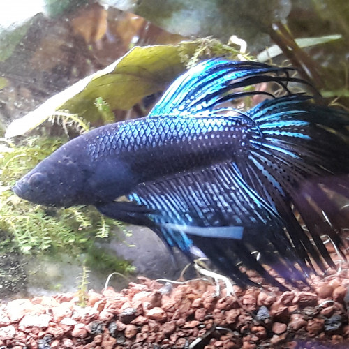 Betta crowntail black orchid
