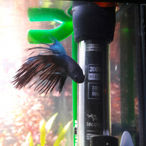 Betta crowntail black orchid