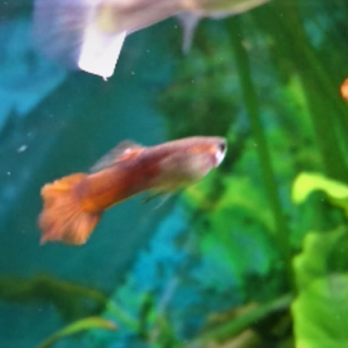 Donne 8 Guppies endler Males