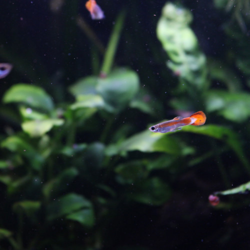 Donne 8 Guppies endler Males