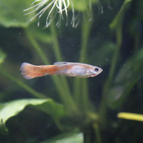 Donne 8 Guppies endler Males