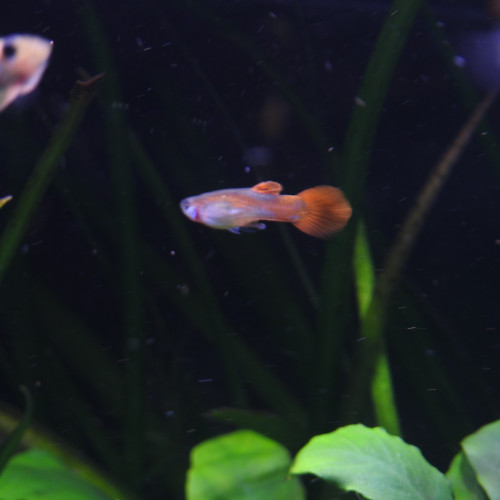 Donne 8 Guppies endler Males