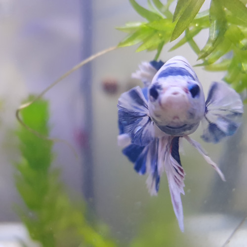 Betta Marbre bleu02