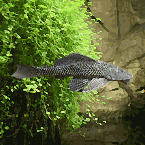 Plecostomus (environ 8 cm)