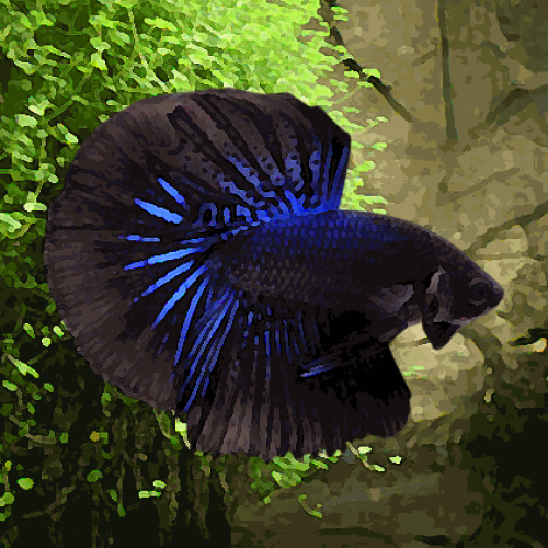 Betta male halfmoon black orchid (environ 6 cm)