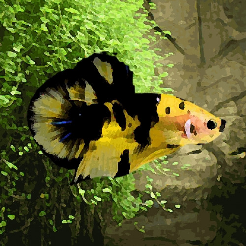 Betta male plakat halfmoon yellow koi