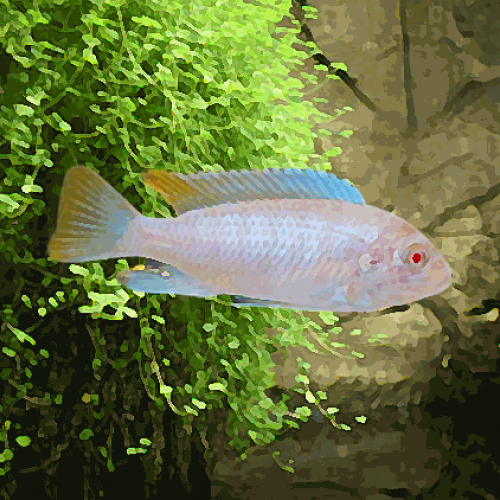 Pseudotropheus socolofi albinos (environ 5 cm)