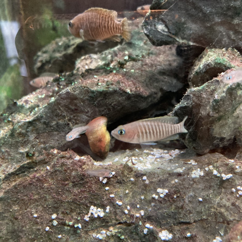 Neolamprologus multifasciatus