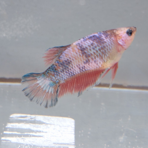 Femelle betta Combattant Orange Fancy 4,5 mois