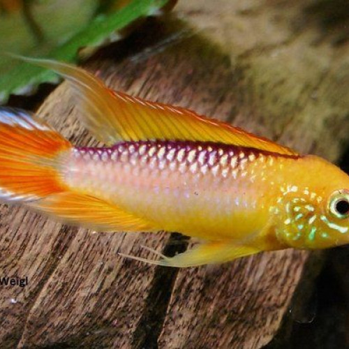 Apistogramma agassizii red fire