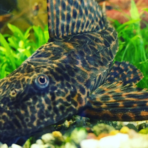 Pleco environ 20cm