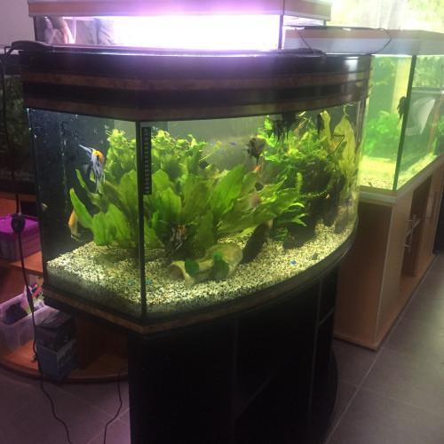 Suite à décès vends à petits prix aquariums poissons Doué la Fontaine sur Rdv