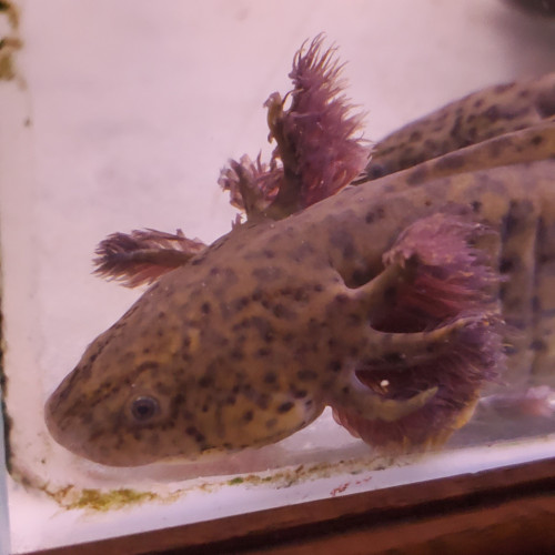 axolotl femelle sauvage