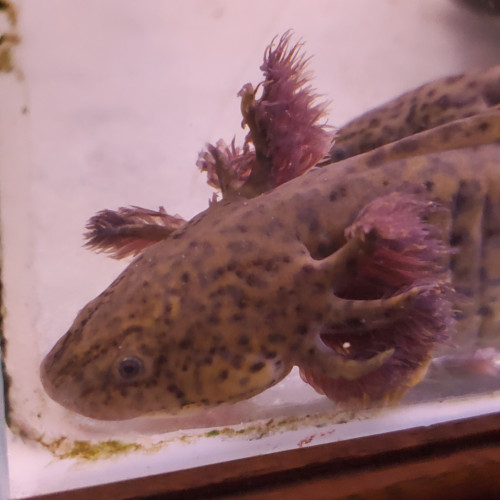 Acheter axolotl femelle sauvage