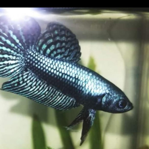 Betta Sauvage / Hybride / Alien