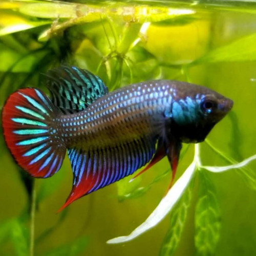 Betta Sauvage / Hybride / Alien