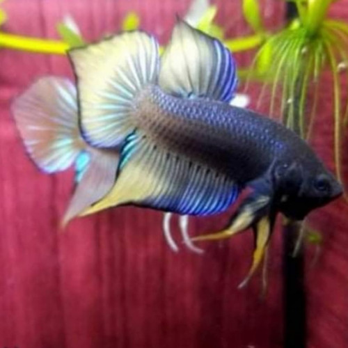 Betta Sauvage / Hybride / Alien