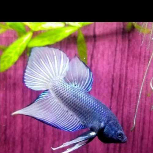 Betta Sauvage / Hybride / Alien
