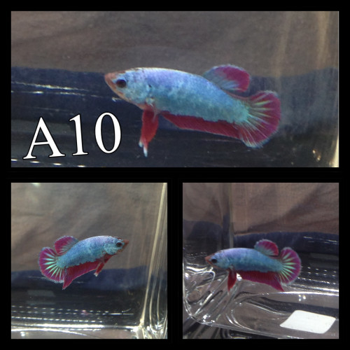 Betta plakat armadillo