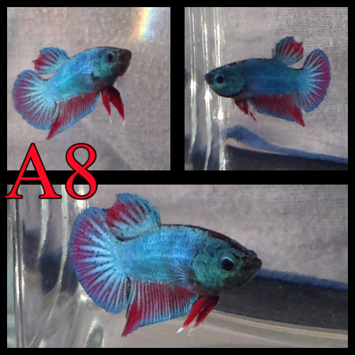 Betta plakat armadillo