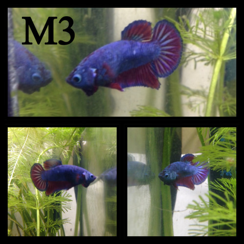 Betta plakat armadillo