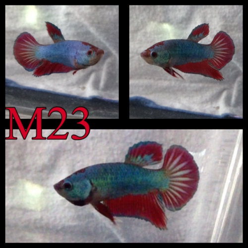 Betta plakat armadillo