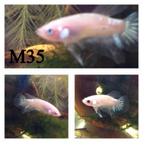 Mâle betta cello