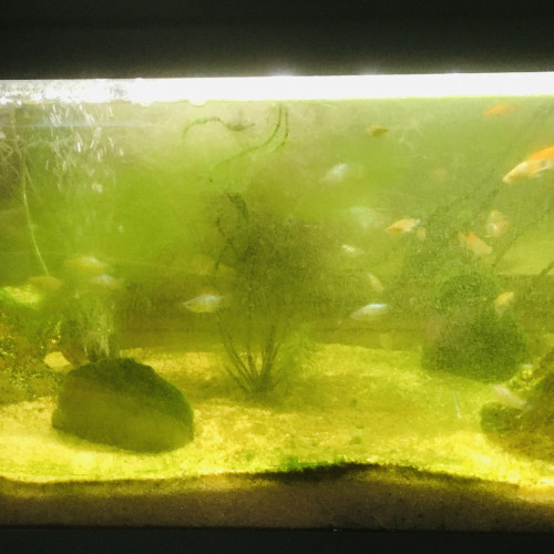 Aquarium et poissons