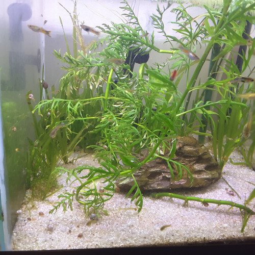 Guppy endler alevin
