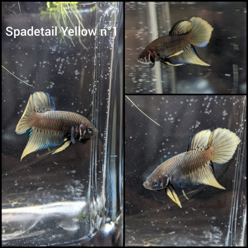 Betta Spade Tail SAUVAGE