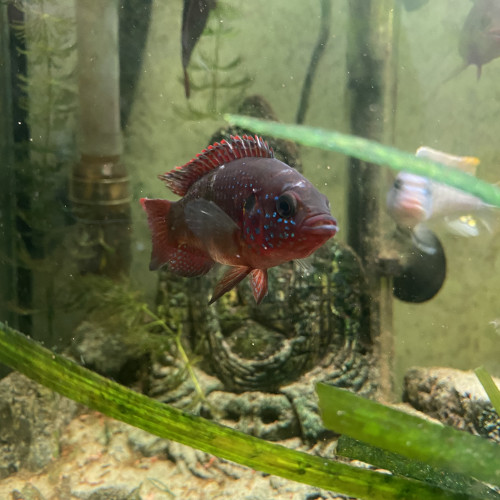 Hemichromis Bimaculatus Cichlidé Poisson joyaux à deux Tâches