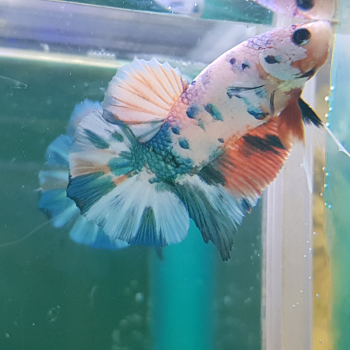 Betta Nemo Candy TA003