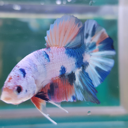 Betta Nemo Candy TA003