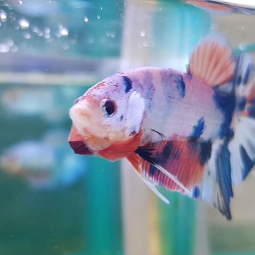 Betta Nemo Candy TA003