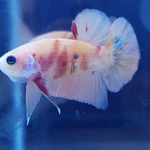 Betta Nemo TA004