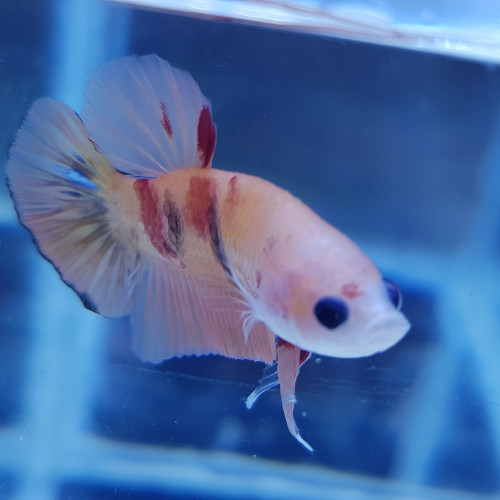 Betta Nemo TA004