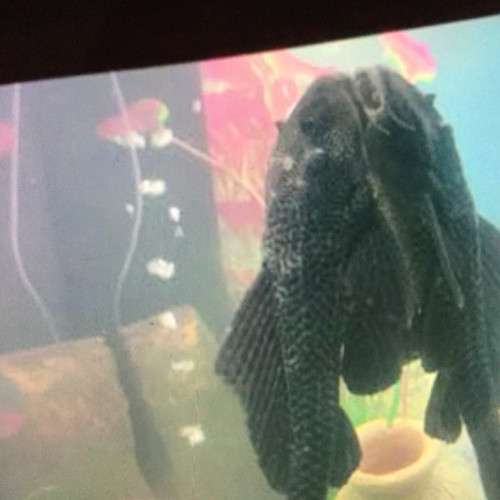 Donne Pleco  30 cm