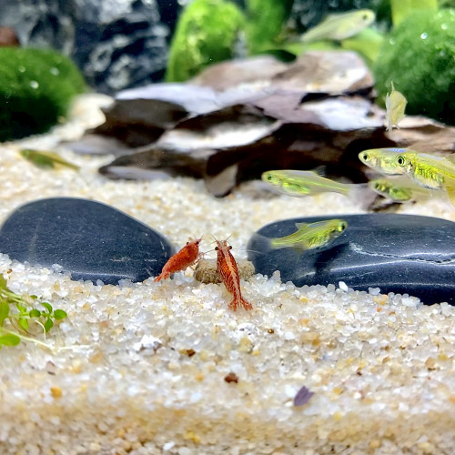 Vends groupe de 10 microdevario kubotai