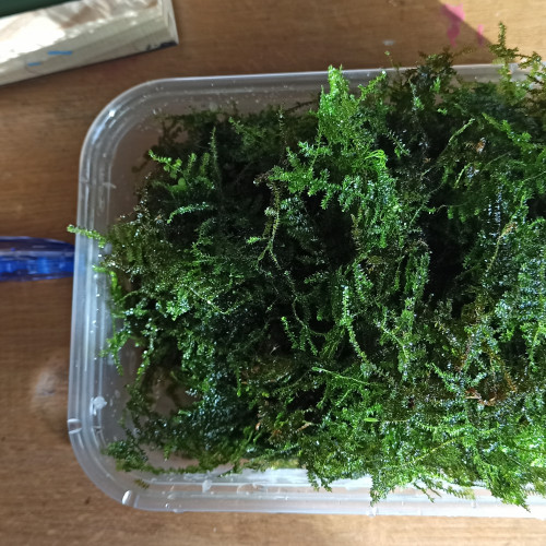 Christmas Moss