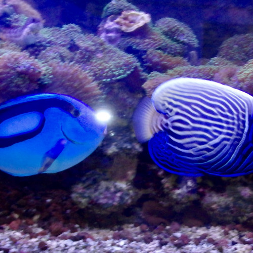 Je cède un lot de poissons d'eau de mer