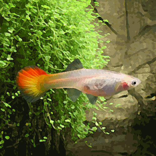 Guppy femelle sunset (environ 4 cm)