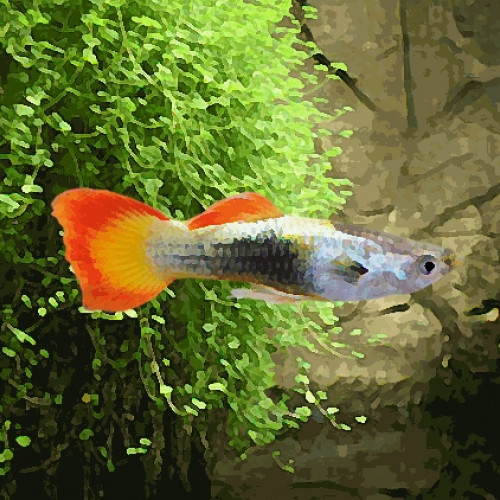 Guppy male micarif tuxedo (environ 4 cm)